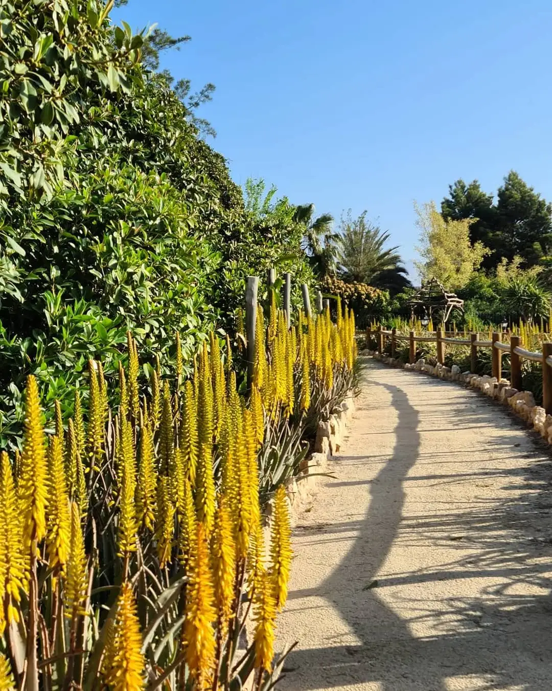 Aloes en flor amarilla junto a un camino de tierra, con palmeras al fondo