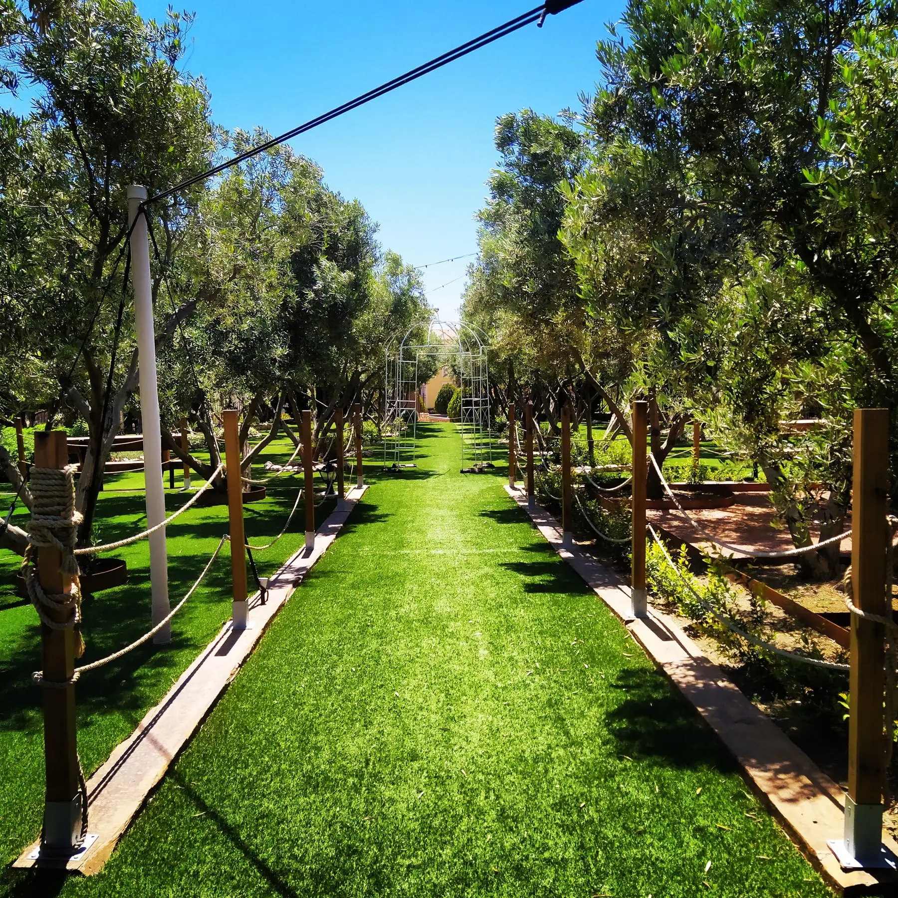 Un paseo de césped entre olivos, con cuerdas y postes de madera